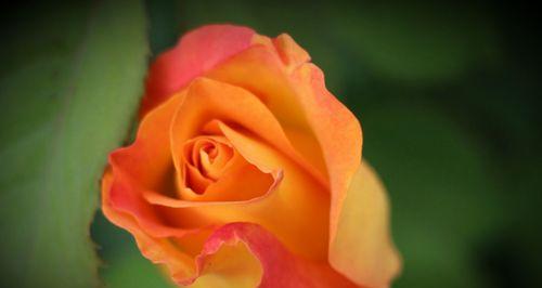 月季花花语之美——花开花落，心意相传（璀璨多姿）