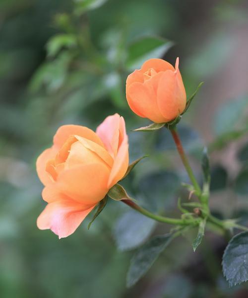月季的花语与特性（探索月季花的意义与特点）