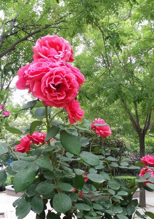 月季的花语与意义（探索月季花的象征和寓意）