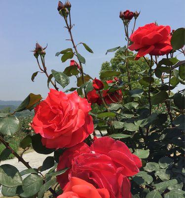 月季的花语与意义（探索月季花的象征和寓意）