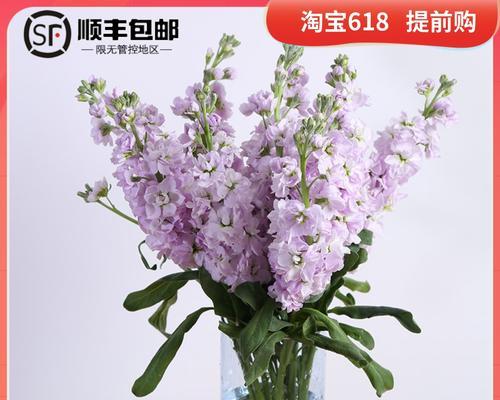紫罗兰花卉的栽培与意义（揭秘紫罗兰花卉的神秘魅力与疗愈效果）