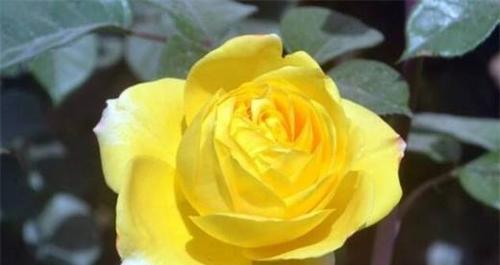 中国月季花语（花开月圆）