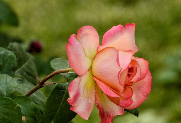中国月季花语（花开月圆）