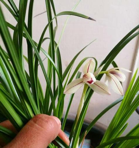兰花养殖的技巧与讲究（培育优美兰花的关键）