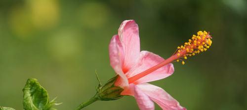朱槿牡丹花语（探索朱槿牡丹的花语）