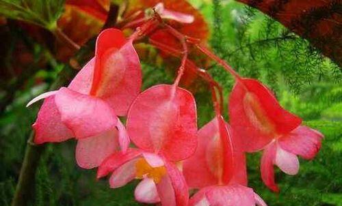 竹节海棠花语与寓意（探寻竹节海棠的花语与寓意）