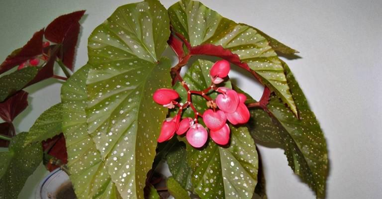 竹节秋海棠的花语与意义（传承千年的芳香之花）