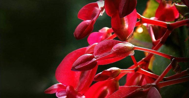 竹节秋海棠的花语与意义（传承千年的芳香之花）