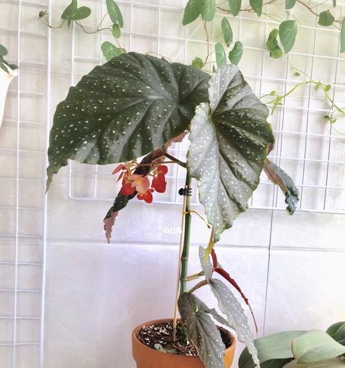 竹节秋海棠的花语与意义（传承千年的芳香之花）