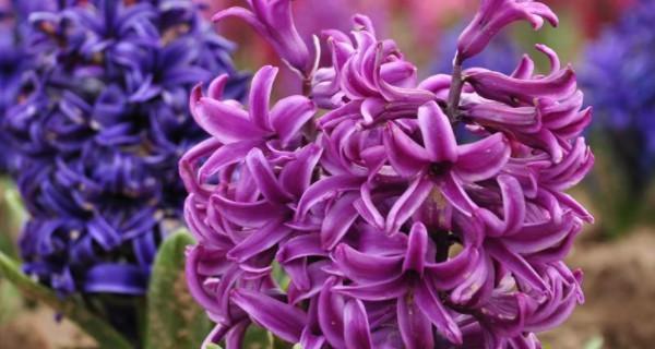 紫色风信子花语（探寻紫色风信子花语的含义与象征）