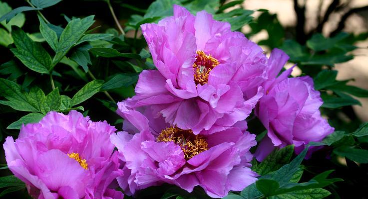 紫色牡丹花（紫色牡丹花的传世之美与生命之谜）