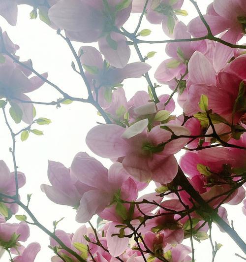 紫玉兰花的寓意与魅力（揭示紫玉兰的美丽内涵）