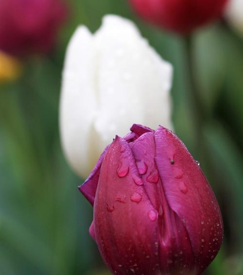 紫郁金香的花语——传达永恒的爱情与尊重（紫郁金香花语的含义和传播方式）