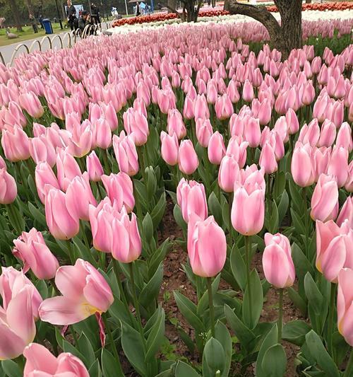 紫郁金香的花语——传达永恒的爱情与尊重（紫郁金香花语的含义和传播方式）