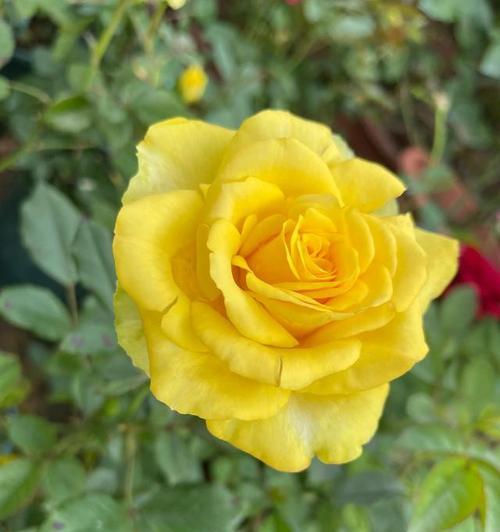 紫月季花语——寓意浪漫与祝福（探秘紫月季花语的奇妙之处）
