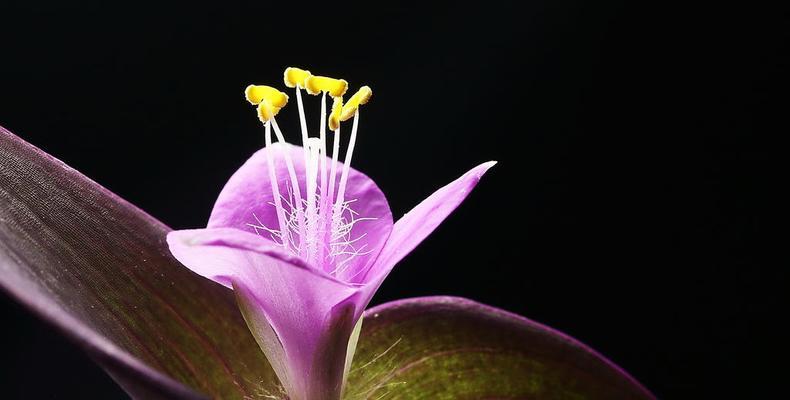 紫竹梅花语（深入解读紫竹梅花的内涵）