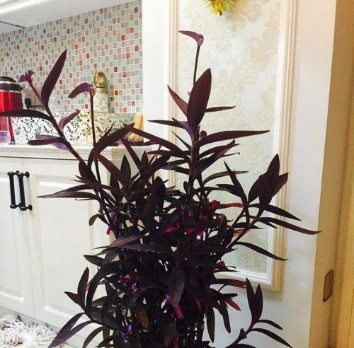 紫竹梅花语（深入解读紫竹梅花的内涵）