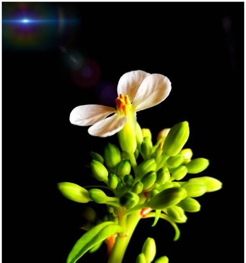 花开富贵，以子萼玉簪为主题的文章（传承经典）
