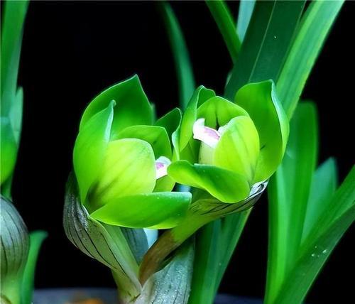 探秘兰花之王——蝴蝶兰（色彩缤纷）