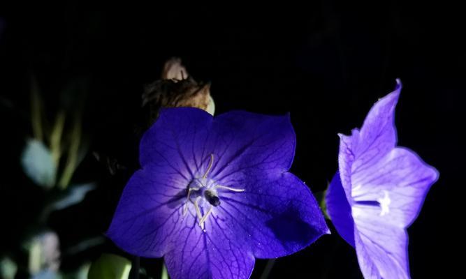 我心中最爱的花与花语（探寻花海中的美丽与情感）