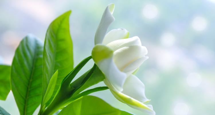 栀子花的花语及其文化寓意（探究栀子花的花语）