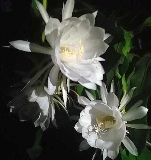 昙花（绽放一瞬间）