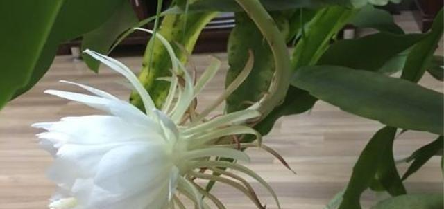 昙花（绽放一瞬间）