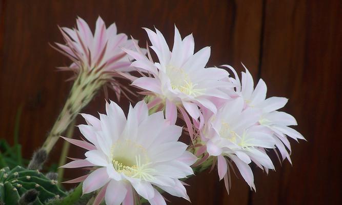以昙花（探寻以昙花的象征意义与生命哲学）
