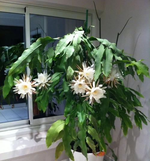以昙花（探寻以昙花的象征意义与生命哲学）