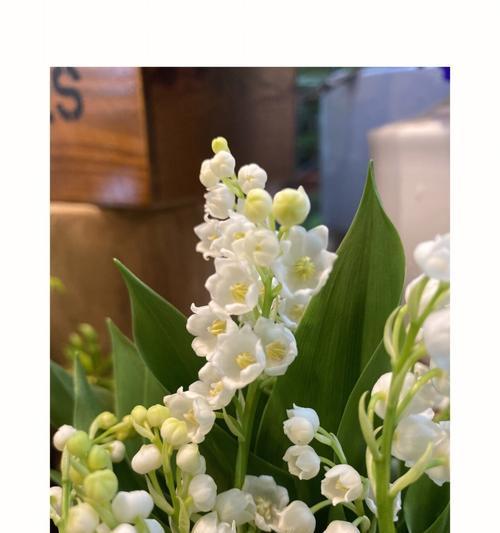 钤兰花的花语（探索钤兰花的花语及其象征的生活智慧）