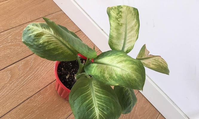 黛粉叶万年青花语（叶上的秘密与美丽）