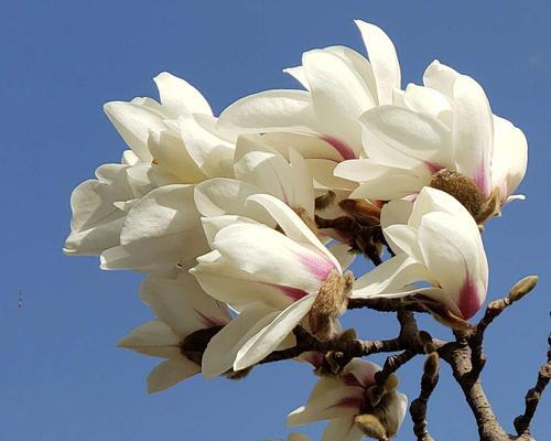 白蓝花的花语及其寓意（探寻白蓝花的花语之美）