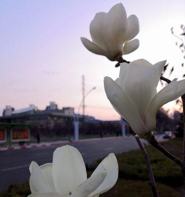 白兰花的花语及其象征意义（揭示白兰花的奥秘与美丽）