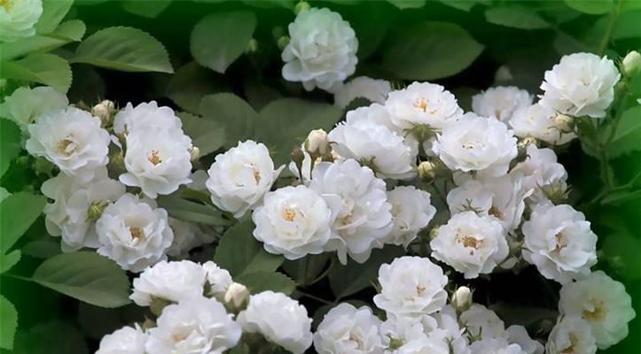 白色莲花的花语与象征意义（纯洁）
