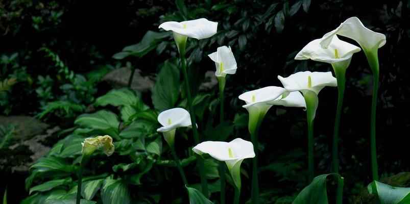 马蹄莲花（马蹄莲花的花语与寓意）