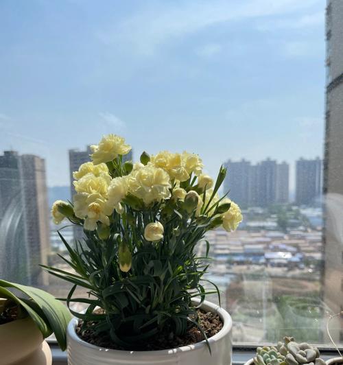 黄色康乃馨的象征意义（传达温暖与欢乐的黄色康乃馨）
