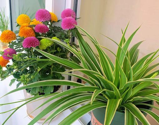 家里吊兰开花的寓意与好处（带来幸福与健康的吊兰）