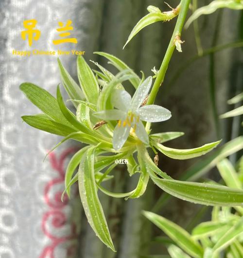 家里吊兰开花的寓意与好处（带来幸福与健康的吊兰）