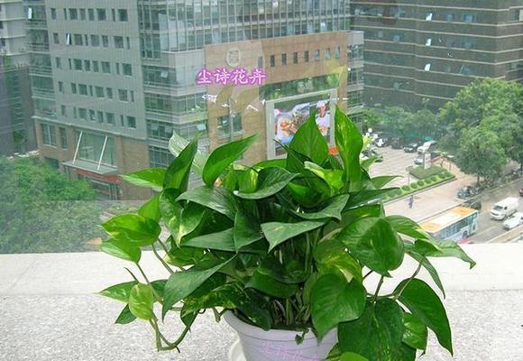 绿萝的象征意义与养护技巧（探寻绿萝的美丽内涵）