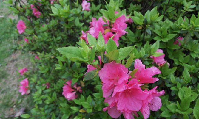 每朵花都代表一个深意（解读花语的秘密）