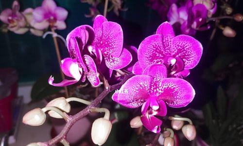 每朵花都代表一个深意（解读花语的秘密）