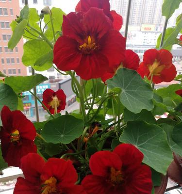 每朵花都代表一个深意（解读花语的秘密）