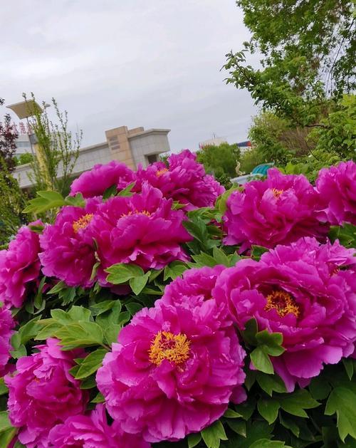 牡丹花的象征之美（绽放春天的芬芳）
