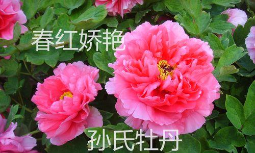 牡丹花的象征之美（绽放春天的芬芳）