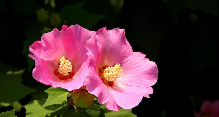 木芙蓉的花语与意义（美丽花朵的芬芳之语）