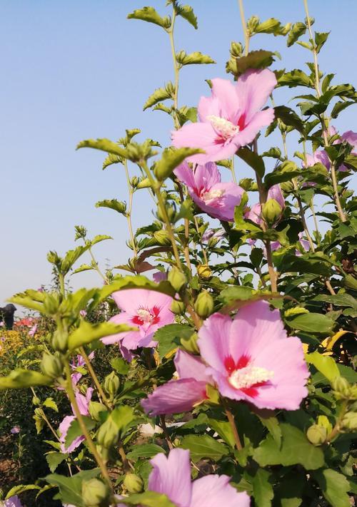 以木瑾花为主题的象征意义（木瑾花的美丽与深意）