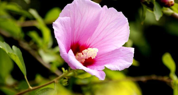 以木瑾花为主题的象征意义（木瑾花的美丽与深意）