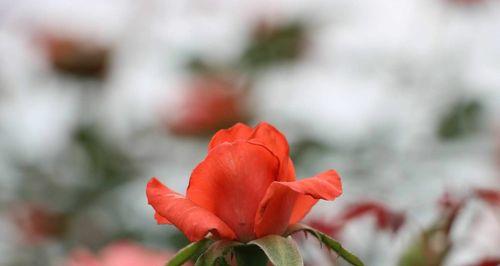 友情之花（探寻友情的芬芳）