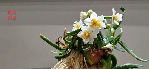 水仙花的多彩世界（揭秘水仙花的色彩奇观）