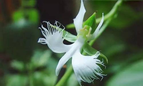 芭蕾舞兰花的花语——优雅与坚韧的结合（以舞蹈之姿）